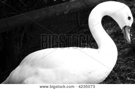 Svane