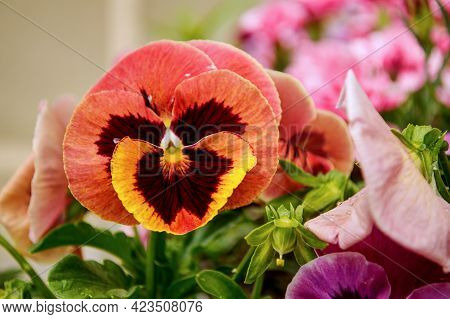 Viola Wittrockiana Gams