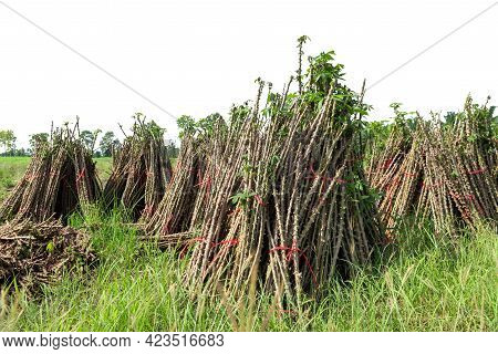 Tapioca Fields. Grow Cassava. Preparing For Cassava Field Planting, Bunches Of Breeding Sapling Of C