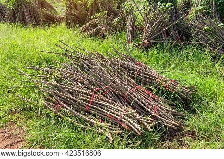 Tapioca Fields. Grow Cassava. Preparing For Cassava Field Planting, Bunches Of Breeding Sapling Of C