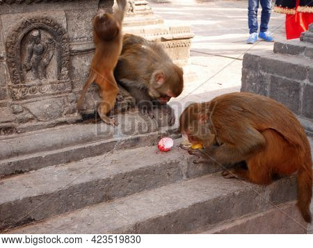 Monkey Walking Playing Sitting Relaxed In Swayambhunath Pagoda Or Swayambu Or Swoyambhu Or Monkey Te