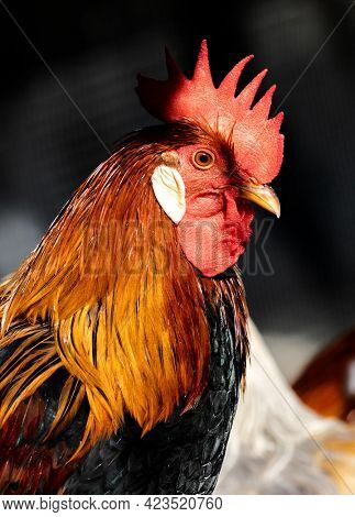 Portrait of a beautiful wild rooster showing the red cockscomb 