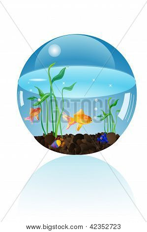 Peces de acuario