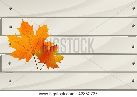 단풍 나무 Textute에