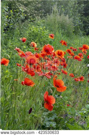 Field Of Red Poppies Flowers(papaver Rhoeas) Close Up. The Plant Is Also Known As Corn Rose, Common,