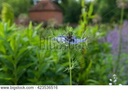 Side View Of Soft Blue Nigella Flower In Garden Setting