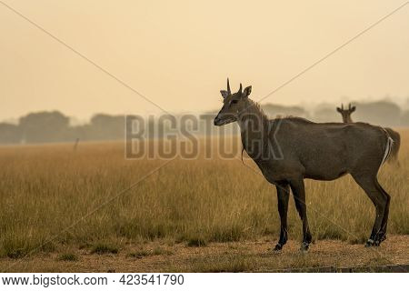 Male Nilgai Or Blue Bull Or Boselaphus Tragocamelus A Largest Asian Antelope Side Profile In Open Fi