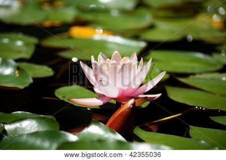 Water Lily's Bud In The Pond Among Freen Leaves