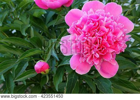 Beautiful Pink Peony Flower On Green Bush