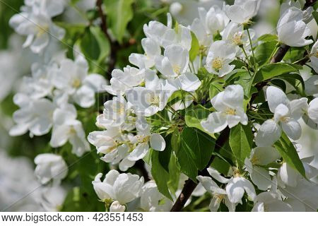 Blossoming Trees With White Flowers In Spring