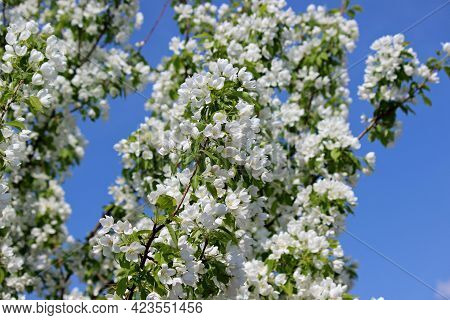 Blossoming Trees With White Flowers In Spring