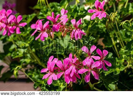 Pelargonium Flowers Commonly Known As Geraniums, Pelargoniums Or Storksbills And Fresh Green Leaves 