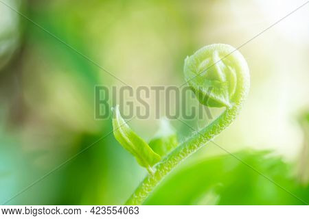 Close Up Detail Of A Fern. Fern Leaves In The Garden.