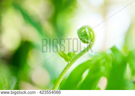 Close Up Detail Of A Fern. Fern Leaves In The Garden.