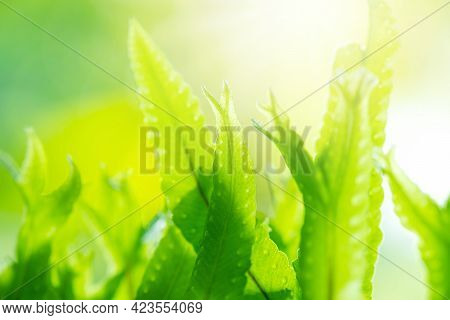 Close Up Detail Of A Fern. Fern Leaves In The Garden.