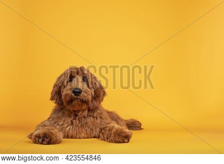Handsome Male Cobberdog Aka Labradoodle, Laying Down Facing Front. Looking Towards Camera With Frien