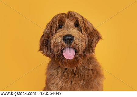Head Shot Of Handsome Male Cobberdog Aka Labradoodle, Sitting Up Facing Front. Looking Towards Camer