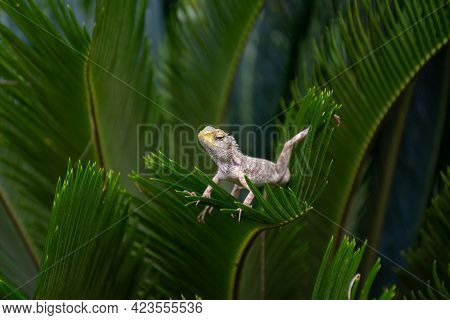 Close-up Of An Indian Garden Lizard (calotes Versicolor), Posing On A Leaves Of A Plant In The Garde