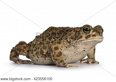 Bufo Boulengeri 
Aka African Green Toad, Sitting Side Ways. Looking Towards Camera. Isolated On A Wh