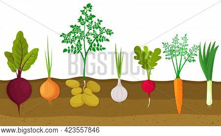 Different Root Vegetables Growing On Vegetable Patch. Plants Showing Root Structure Below Ground Lev
