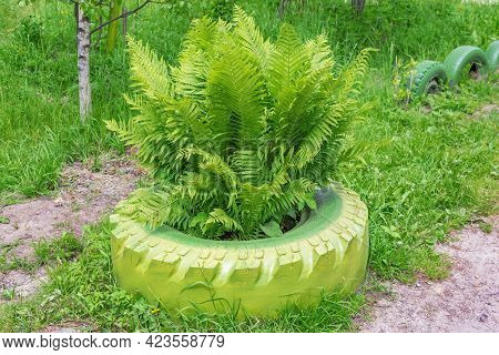 Bright Green Fern On A Summer Sunny Day In The Garden