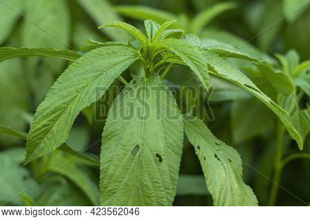 A Particularly Harmful Insect Is Leaking Jute Leaves And Causing Damage To The Entire Crop