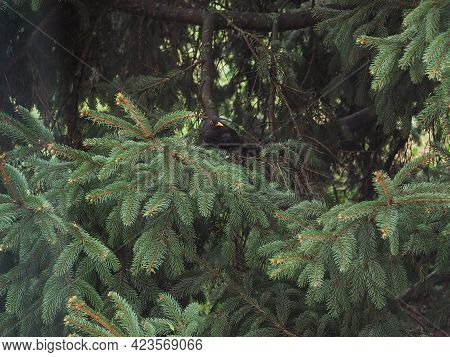 Common Blackbird (scientific Name Turdus Merula) Of Animal Class Aves (birds)