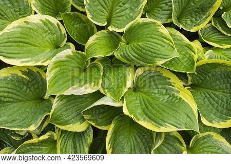 Big Hosta Or Funkia Leaf After Rain. Waterdrops On Hosta Golden Tiara Leaves