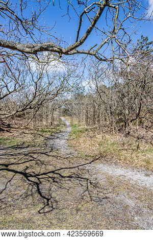 Branches Of Small Bare Trees, A Hiking Trail And Wild Grass In A Dutch Dune Reserve, Sunny Spring Da