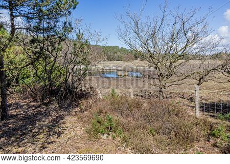 Dutch Nature Reserve With Bare Trees, Pines, Wild Plants And Grass, A Pond With Water And Dunes, Sun
