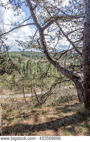 Closeup Of The Trunk Of A Pine Surrounded By Wild Plants, Dried Heather In A Dutch Nature Reserve, S