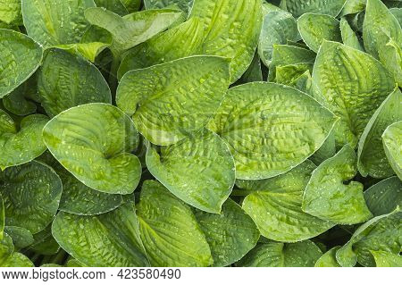 Group Of Wet Hosta Leaves. Water Drops On Funkia Leaves. Decorative Parks Plant Leaves Full Frame