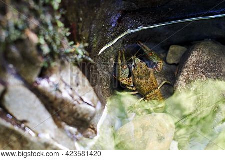 Astacus Cancer Hiding Underwater In A Rocky Mountain Stream