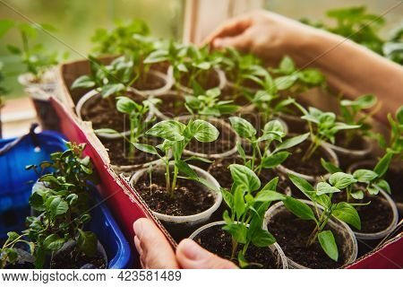 Close-up Of Rows Of Baby Plant Saplings Grown In Cups Inside A Cardboard Box. Growing Greenery In A 