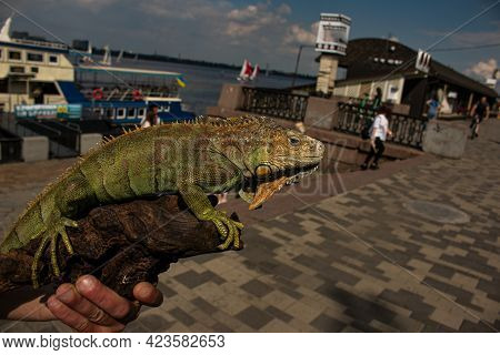 Close Up Of A Male Green Iguana Or American Iguana With Spines And Dewlap A Large Neck Bag. A Man Ho