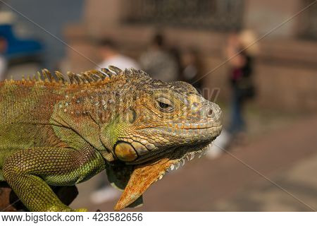 Close Up Of A Male Green Iguana Or American Iguana With Spines And Dewlap A Large Neck Bag. A Man Ho
