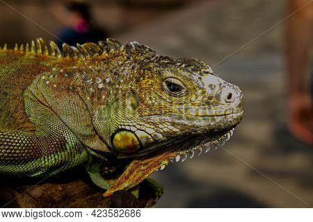 Close Up Of A Male Green Iguana Or American Iguana With Spines And Dewlap A Large Neck Bag. A Man Ho