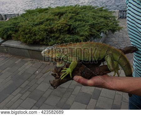 Close Up Of A Male Green Iguana Or American Iguana With Spines And Dewlap A Large Neck Bag. A Man Ho