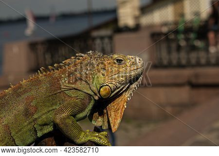 Close Up Of A Male Green Iguana Or American Iguana With Spines And Dewlap A Large Neck Bag. A Man Ho
