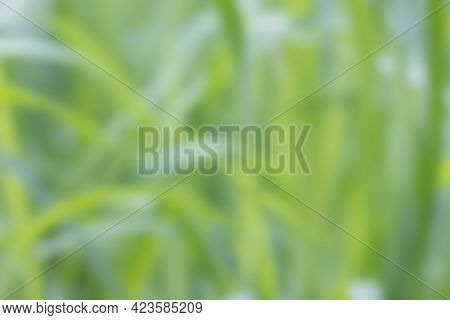 Blurry Image Of Green Grass On A Summer Day. Background.no Focus