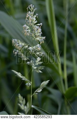 Flower Against The Background Of High Green Grass In Summer, Selective Focus