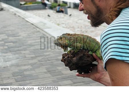 Dnepropetrovsk, Ukraine - 06.12.2021: Close Up Of A Male Green Iguana Or American Iguana With Spines