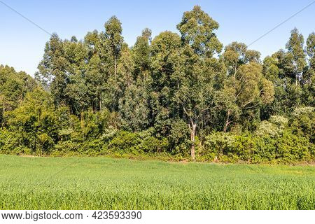 Forest And Farm Plantation, Pnhal Alto, Nova Petropolis, Rio Grande Do Sul, Brazil