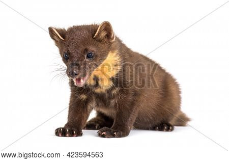 Pine marten, isolated on white