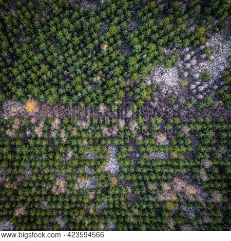 aerial view of a coniferous trees nursery plantation with some deciduous trees