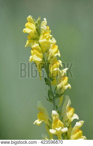 Springtime Yellow Toadflax Or Linaria Dalmatica Wildflowers Blooming In Field