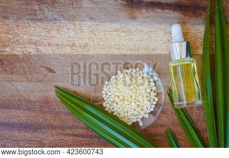 Organic Candelilla Wax In Chemical Watch Glass, Yellow Cosmetic Color (oil) And Broadleaf Lady Palm 