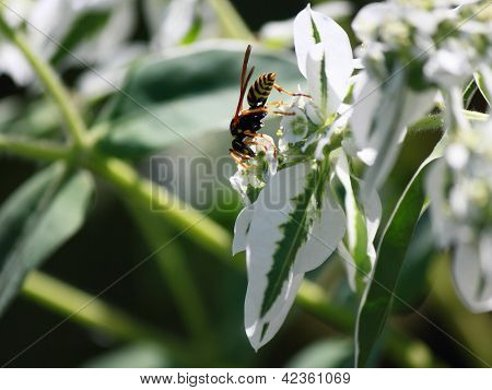 ハチが花に。