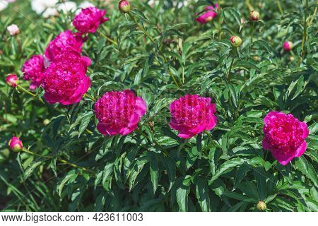 Herbaceous Peonies Kobzar. The Bush Is Upright. The Flower Is Densely Rose-shaped. The Color Is Dark