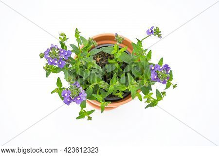 Beautiful Freshnes The Nemesia Blue Bird, 'nemesia Fruticans Hybrids In Blue-purple Or Violet And A 